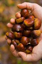 Chestnuts from Sweet chestnut tree {Castenea sativa} Redes NP, Asturias, Northern Spain, October 2007