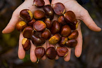 Chestnuts from Sweet chestnut tree {Castenea sativa} Redes NP, Asturias, Northern Spain, October 2007
