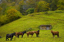 Horses in the Redes NP, Ruta del Alba path, Asturias, Northern Spain, October 2007