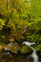 Beech woodland in autumn, Redes NP, Ruta del Alba path, Asturias, Northern Spain