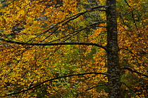 Beech woodland in autumn, Redes NP, Ruta del Alba path, Asturias, Northern Spain, October 2007