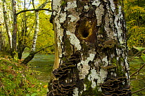 Birch tree trunk with hole made by woodpecker (?)Woodland at the Garganta Gorge, Picos de Europa NP, Asturias, Northern Spain, October 2007