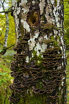 Bracket fungi growing on Birch (Betula) tree trunk, Garganta Gorge, Picos de Europa NP, Asturias, Northern Spain, October 2007