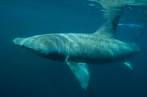 Basking shark off the Cornish coastline. Cornwall, UK.