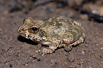 Natal sand frog (Tomopterna natalensis) portrait, Sterkfontein, Free State, South Africa
