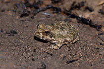 Natal sand frog (Tomopterna natalensis) Sterkfontein, Free State, South Africa