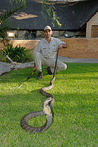 Reptile Curator with 9-year male King Cobra (Ophiophagus hannah) 3.5m long, captive, Cango Wildlife ranch, South Africa