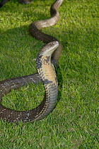 King Cobra (Ophiophagus hannah) captive male, 3.5m long, Cango Wildlife ranch, South Africa
