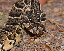 Puff Adder (Bitis arietans) juvenile male in defence posture, Little Karoo, South Africa