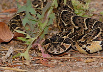 Puff Adder (Bitis arietans) juvenile male in defence posture, Little Karoo, South Africa
