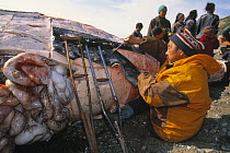 Chuckchi hunter stripping flesh off hunted Grey whale {Eschrichtius robustus} Chukotka, Siberia, Russia, 1996.