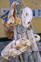 Skulls of Polar Bear {Ursus maritimus} hung up on post, Baffin Island, Canada