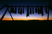 Salmon hung up to dry in the tundra winds, Chukotka, Siberia, Russia