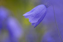 Bluebell bellfower / Harebell {Campanula rotundifolia} flower, Gotska Sandön National Park, Sweden, July