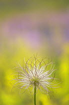 Seed head of Pasque flower {Pulsatilla pratensis} Gotska Sandön National Park, Sweden, July