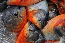 Piranha fish {Serrasalmus sp} from the Amazon river, Brazil