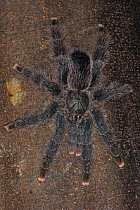 Tarantula spider {Tarantula sp} on tree trunk, Amazonas, Brazil, September