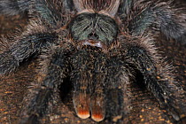Close up of Tarantula spider {Tarantula sp} on tree trunk, Amazonas, Brazil, September