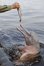 Man feeding fish to Boto / Amazon river dolphin {Inia geoffrensis} Amazonas, Brazil