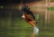 Black-collared Hawk {Busarellus nigricollis} in flight, fishing on river, Pantanal, Brazil, September