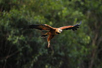 Black-collared Hawk {Busarellus nigricollis} in flight, Pantanal, Brazil, September