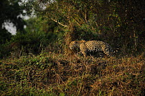 Wild Jaguar {Panthera onca} in habitat, Pantanal, Brazil, September