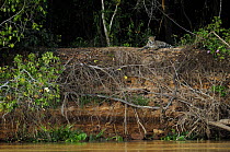 Wild Jaguar {Panthera onca} resting beside river, Pantanal, Brazil, September
