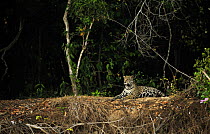 Wild Jaguar {Panthera onca} resting beside river, Pantanal, Brazil, September