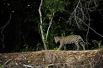 Wild Jaguar {Panthera onca} walking beside river, Pantanal, Brazil, September