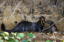 Giant otter {Pteronura brasiliensis} pair on river bank, Pantanal, Brazil, September