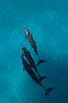 Looking down on Atlantic spotted dolphin {Stenella frontalis} at surface, Bahamas, Caribbean