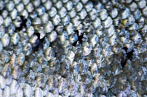 Atlantic salmon (Salmo salar) close-up of scales, Orkla River, Norway, September 2008