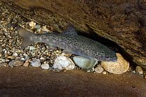 Atlantic salmon (Salmo salar) or Brown / Sea trout (Salmon trutta) young fish, River Orkla, Norway, September 2008