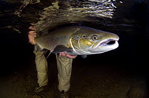 Atlantic salmon (Salmo salar) being released by fisherman, Orkla River, Norway, September 2008 (model released)