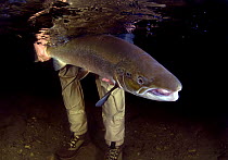 Atlantic salmon (Salmo salar) being released by fisherman, Orkla River, Norway, September 2008 (Model released)