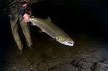 Atlantic salmon (Salmo salar) being released by fisherman, Orkla River, Norway, September 2008 (Model released)