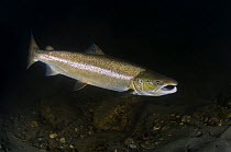 Atlantic salmon (Salmo salar) male, Orkla River, Norway, September 2008