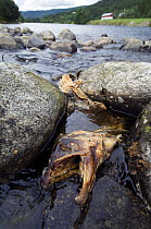 Dead Atlantic salmon (Salmo salar) River Orkla, Norway, Orkla River, Norway, September 2008
