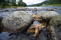 Dead Atlantic salmon (Salmo salar) River Orkla, Norway, Orkla River, Norway, September 2008