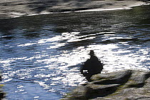 Man sitting on a rock fishing, River Orkla, Norway, September 2008 (Model released)