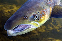Atlantic salmon (Salmo salar) male, River Orkla, Norway, September 2008