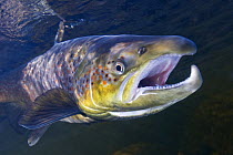 Atlantic salmon (Salmo salar) male, River Orkla, Norway, September 2008