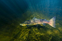 Atlantic salmon (Salmo salar) River Orkla, Norway, September 2008