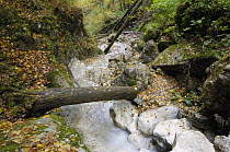 Mountain brook flowing through woodland, Valea Prapastiilor, Piatra Craiului National Park, Transylvania, Southern Carpathian Mountains, Romania, October 2008
