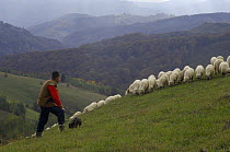Shepherd with sheep, Transylvania, Southern Carpathian Mountains, Romania, October 2008