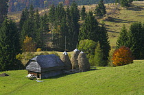 Barn and haystacks near Zarnesti, Transylvania, Southern Carpathian Mountains, Romania, October 2008