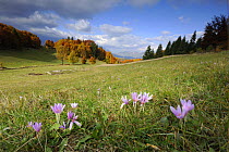 Meadow Saffron (Colchicum autumnale) flowers in meadow, Piatra Craiului Mountains, Transylvania, Southern Carpathian Mountains, Romania, October 2008