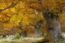 Old beech trees (Fagus sp) in autumn, Piatra Craiului National Park, Transylvania, Southern Carpathian Mountains, Romania, October 2008