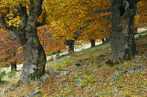 Old beech trees (Fagus sp) in autumn, Piatra Craiului NP, Transylvania, Southern Carpathian Mountains, Romania, October 2008