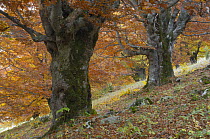 Old beech trees (Fagus sp) in autumn, Piatra Craiului National Park, Transylvania, Southern Carpathian Mountains, Romania, October 2008